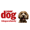 Your Dog